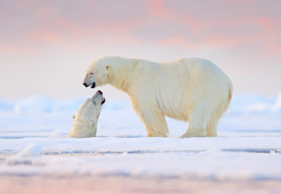 Croisières Arctique